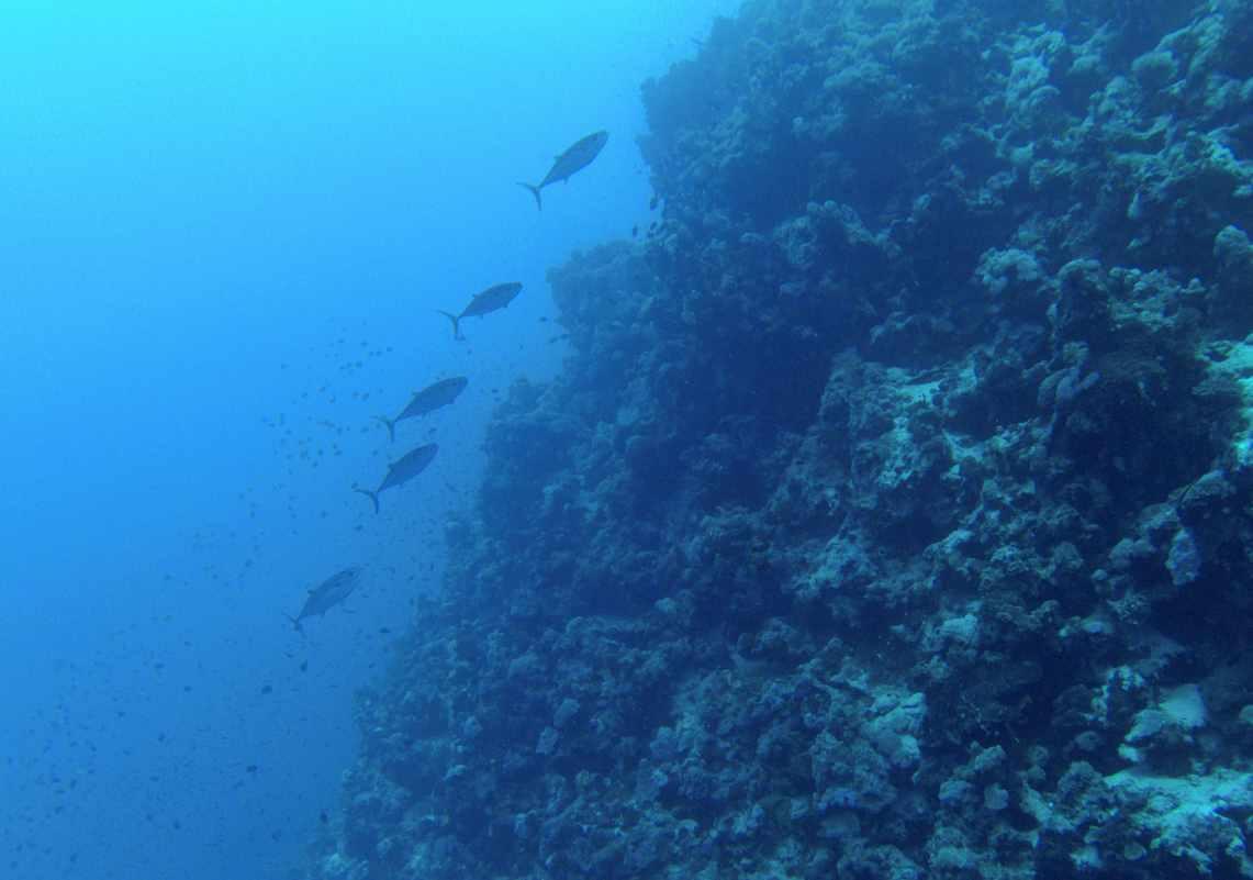 逃离潮湿的房屋